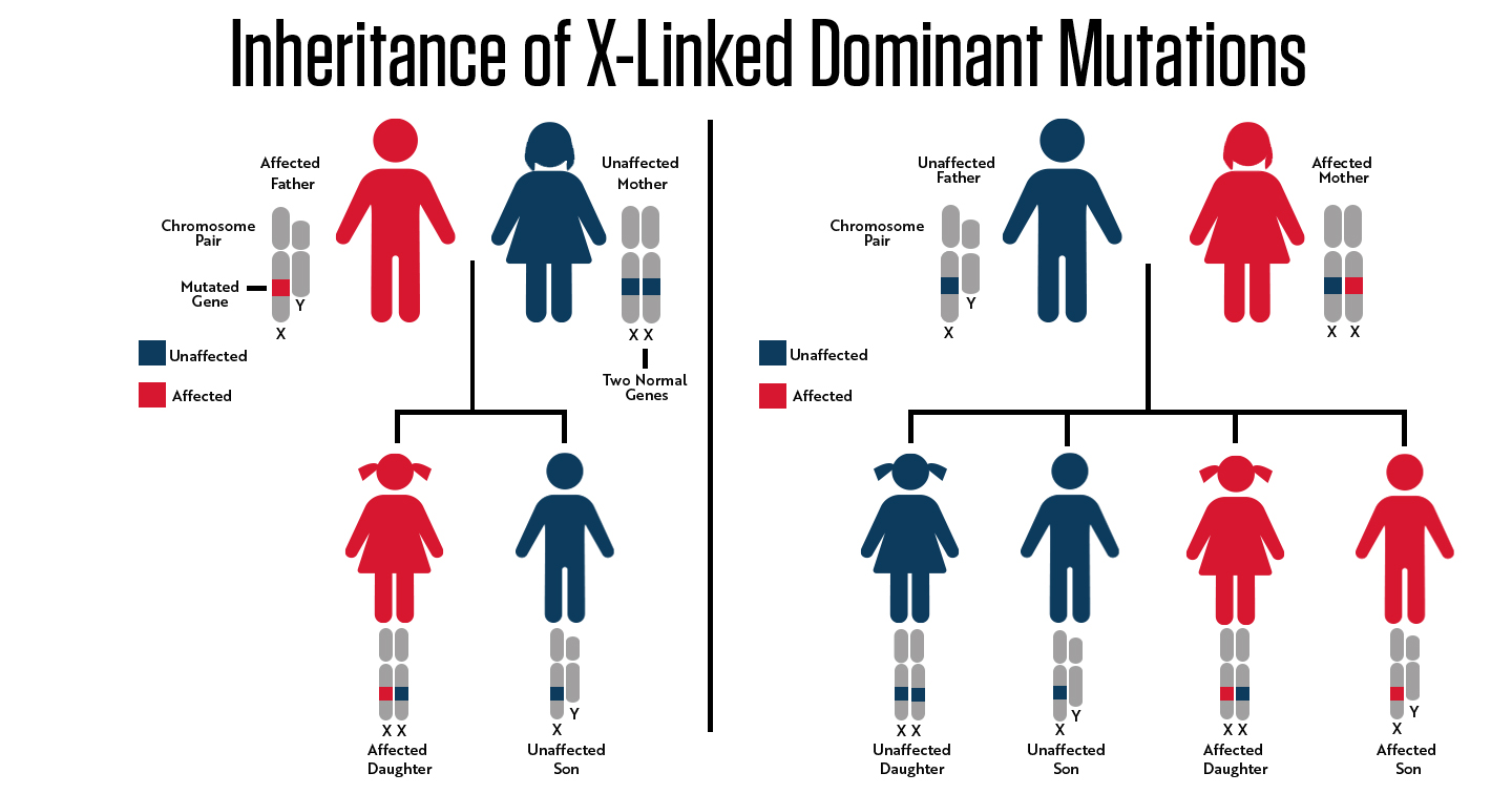 Inheritance of X-Linked Mutations