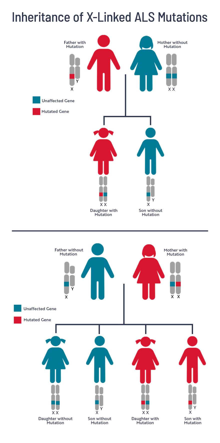 X-linked Genetic infographic