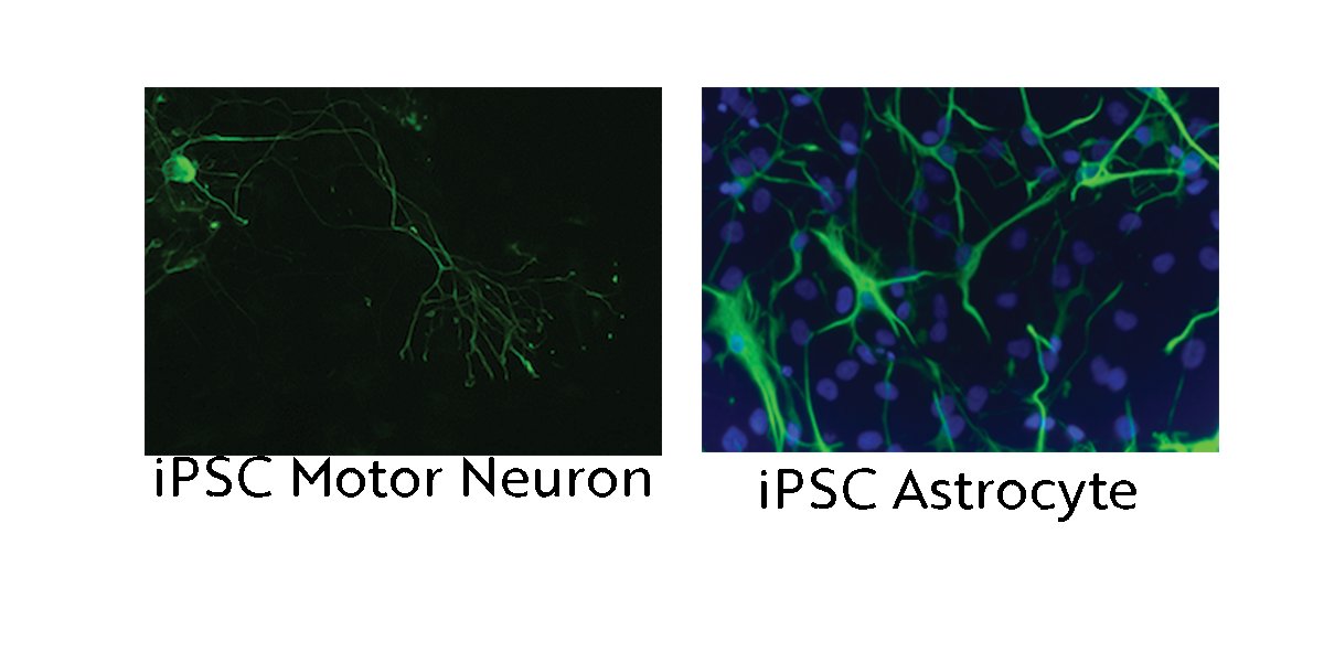 iPSC Motor Neuron and Astrocyte_horizontal