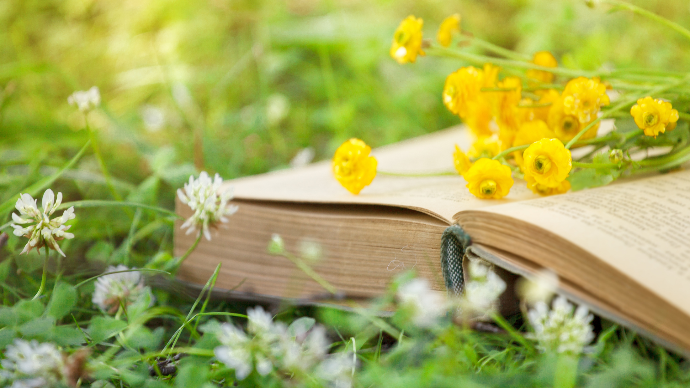 Book in summer with yellow flowers on the open pages